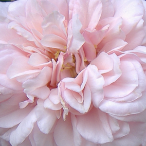 Онлайн магазин за рози - Стари рози-Бурбонски рози - бял - Pоза Сувенир де ла Малмезон - интензивен аромат - Жан Белуз - Може да бъде засадена в саксия.Удобна за рязане.